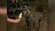 Long Beach dog adopted after 400 days in a shelter