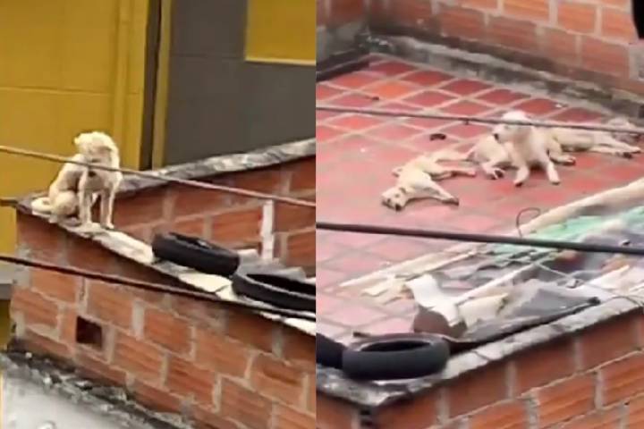 Rescatan cinco perros al borde de la muerte por hambre en la terraza de una vivienda