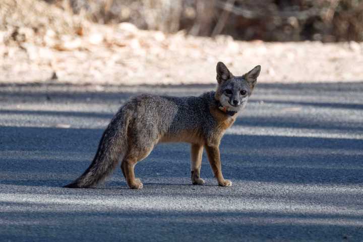 Catalina Island Conservancy launches new fire danger program