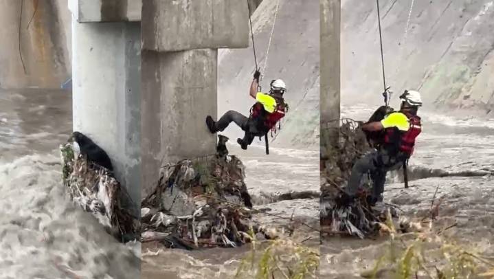 Rescatan a perrito atrapado en arroyo