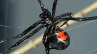 Karla es hospitalizada tras picadura de araña Viuda Negra mientras hacía quehaceres domésticos en Saltillo