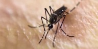 Mosquitoes in Rock County test positive for West Nile virus