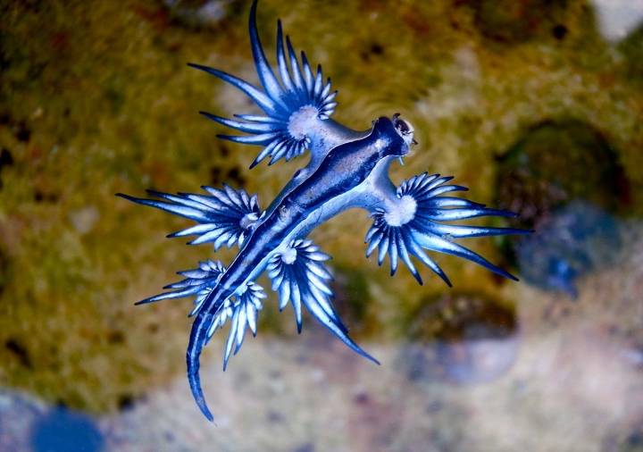 El regreso del dragón azul obliga a cerrar playas en España: entre la leyenda marina y el cambio climático