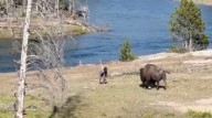 You have to see this! Tourist caught on camera taunting bison at Yellowstone National Park