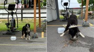 Idaho Shelter Workers Stumble Upon Frightened Dog Tied To Shed And Are Left Devastated