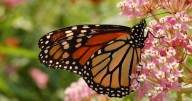 Help Monarch butterflies on their long migration south