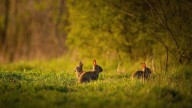 ¿La fiebre de los conejos se extenderá en Aragón? Navarra notifica 11 casos de tularemia en 2025