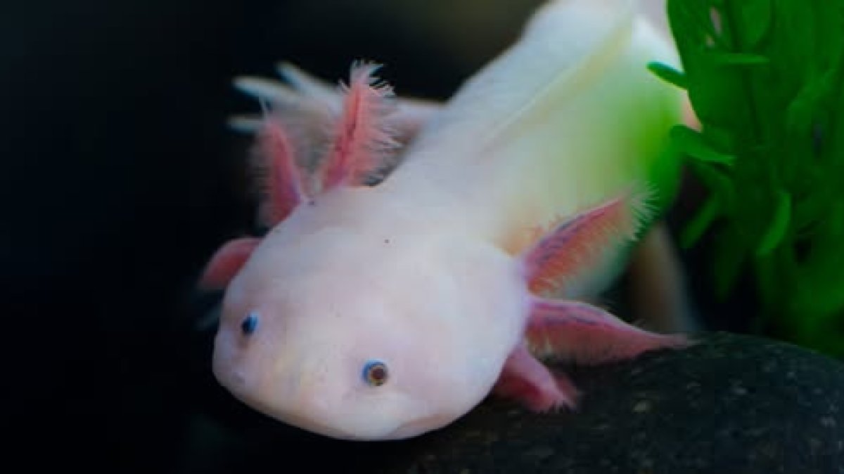 SeaWorld reopens aquarium, with endangered axolotl, camouflaged wobbegong shark