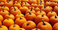 44% of Americans say pumpkin spice now costs more — but they’re still buying: New study