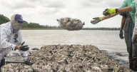 How oysters filter water and improve water quality