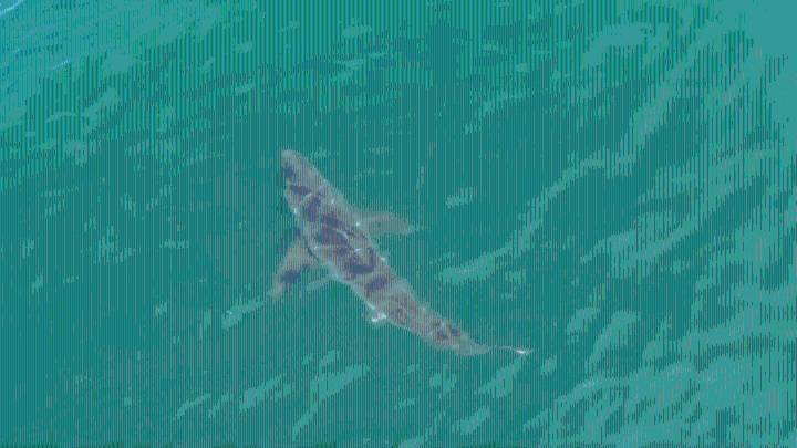 Great white shark sighting near beach prompts warning in Maine