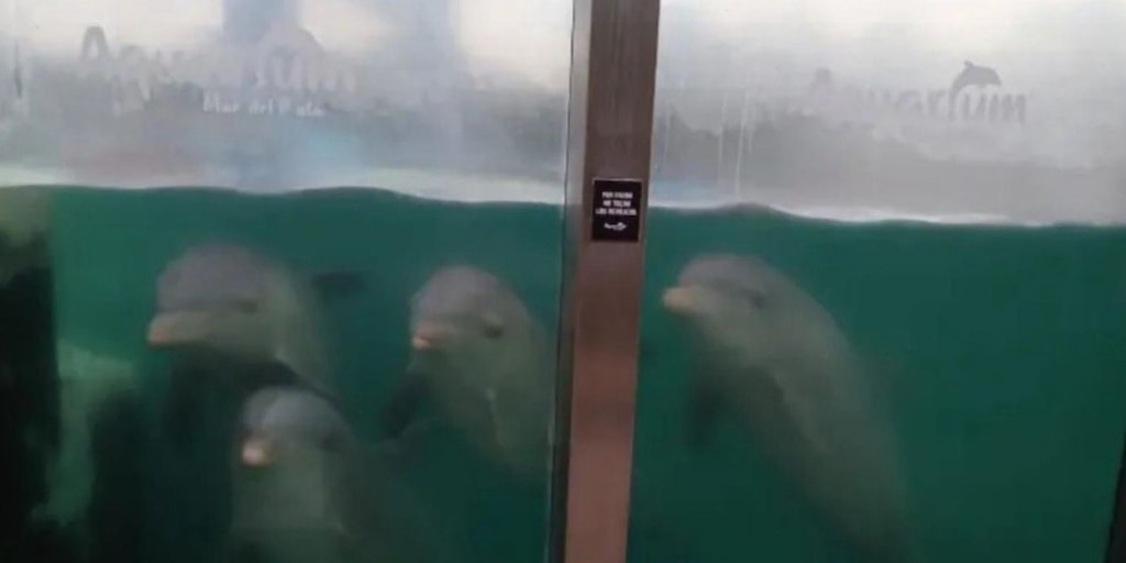 Denunciaron un presunto caso de abandono de animales en el Aquarium de Mar del Plata