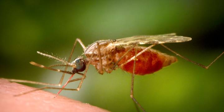 Los mosquitos que preocupan a la ciencia: un virus se expande a nivel global por el cambio climático