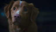 Ha recibido críticas muy positivas y está protagonizada por un adorable perrito, pero esta película no es lo que parece