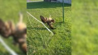 Pennsylvania Woman Stepped In Her Backyard Only To See Something Tangled In A Volleyball Net