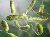 La peor noticia: la bacteria “come carne” se cobró otra víctima, dónde están los casos en Florida y cuántos son