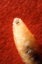 Habitante de Maryland es diagnosticado con gusano barrenador. Qué hay que saber