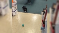 New York Thrift Store Has Sweet Furry Employee Who Is Obsessed With Customers