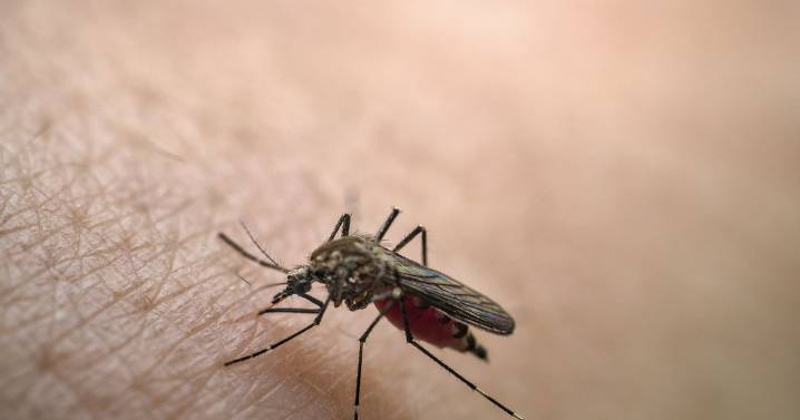 Full list of 'high risk' countries as UKHSA's issues Chikungunya alert