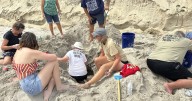 Hurricane Erin never hit land or caused major damage, but threatened turtle nests weren't so lucky