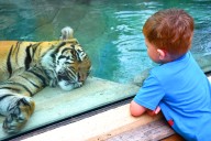 Free admission to Akron Zoo