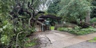 Tree falls on southwest Madison house, 3 displaced