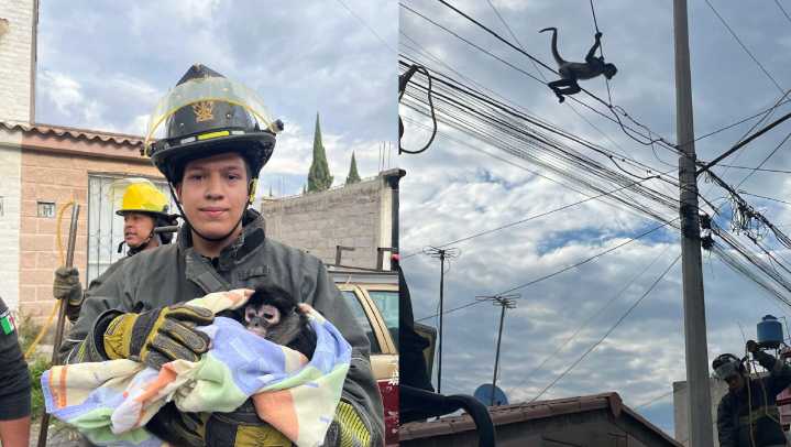 Rescatan a mono araña en Chicoloapan, Edomex
