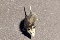 Woman Fatally Struck After Getting Out of Car to Check on Injured Opossum