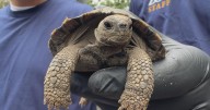 Philadelphia Zoo welcomes 9 more critically endangered Galápagos tortoises born to first