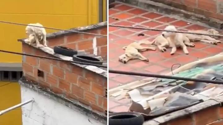 Grave caso de maltrato animal en Medellín: rescatan cinco perros que morían de hambre en una terraza