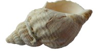 Conch shell blowing could help treat common snoring disease