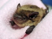 Bats inside homes not a reason to call 911, says Kingston Police