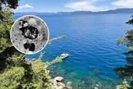California Resident Catches Plague