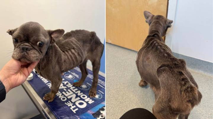 Fragile Frenchie Found In Florida Park Ends Up On Euthanasia List, But Her Story Doesn’t End There