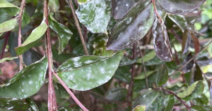 Tips for planting starts of cool-season vegetable plants