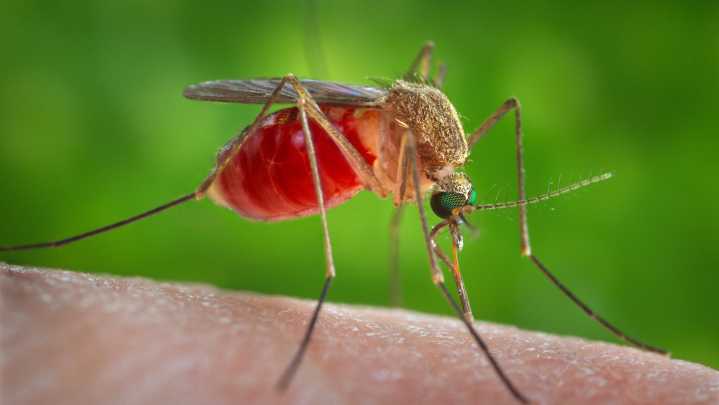 West Nile found a second time in New Bedford mosquitoes