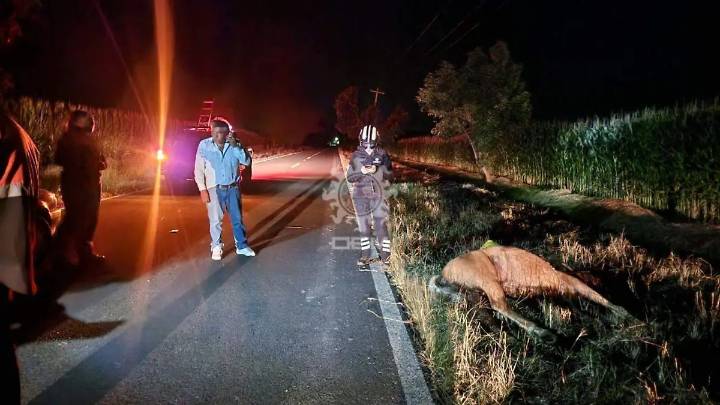 Caballo muere tras ser embestido por taxi en camino a La Merced, Acámbaro
