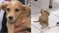Sujeto abandona a perrita de dos meses lanzándola a veterinaria