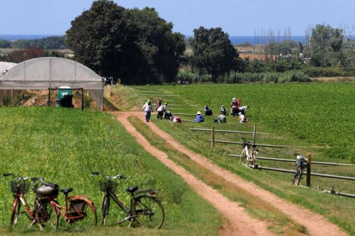 In Italy, Punjabi Farmworkers Are Treated as Expendable