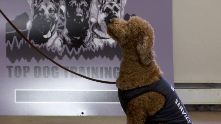 Human, dog duo using their skills and experiences to help others