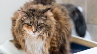 Why Is My Cat Pooping Outside the Litter Box?