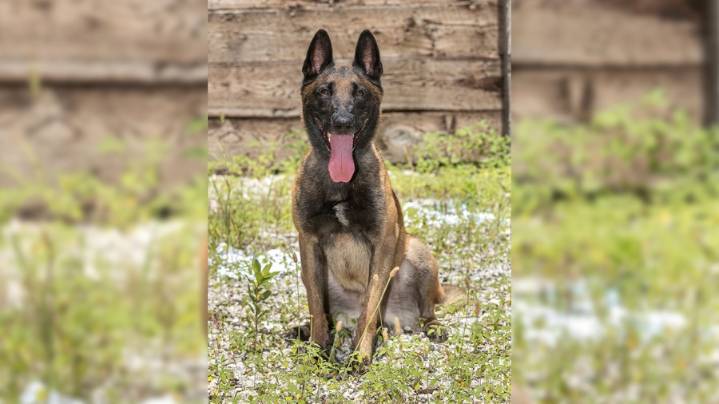 Springfield Police Department mourns loss of retired K