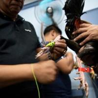 Online cockfighting thrives in Philippines despite ban and murders