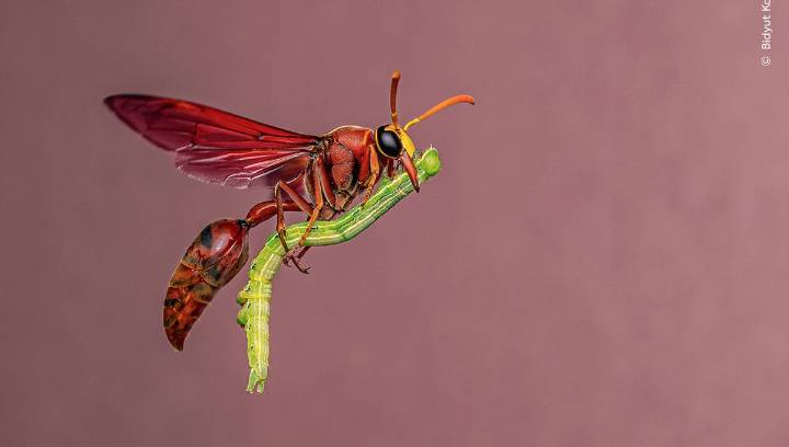 Wasp “Riding A Broomstick” Among Fantastic Finalists Of Wildlife Photographer Of The Year