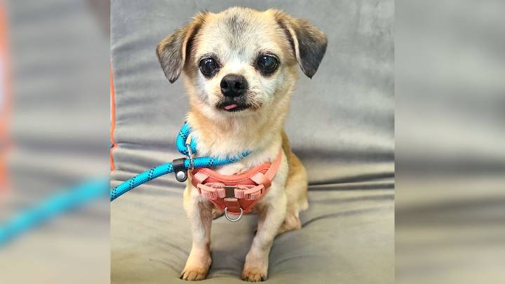 California Shelter Shocked After Microchip Search Takes An Unexpected Turn For A Senior Dog