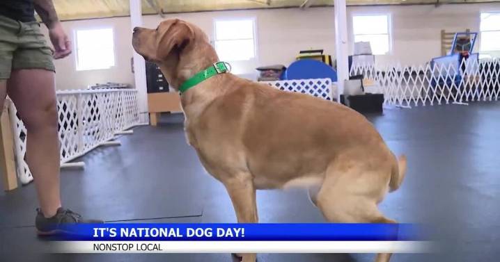 National Dog Day celebrates furry friends and adoption