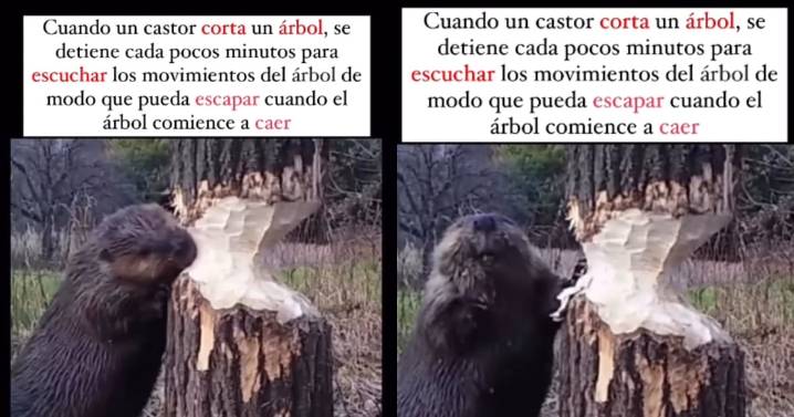 VIDEO: Castor corta un tronco y se detiene a escuchar antes de que caiga para no ser aplastado