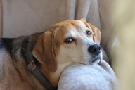 Aprueba Congreso de la CDMX custodia de mascotas en divorcios