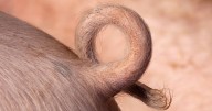 Rape accused's '3-inch pigtail penis sticks out like stump' making sex 'jolly difficult'