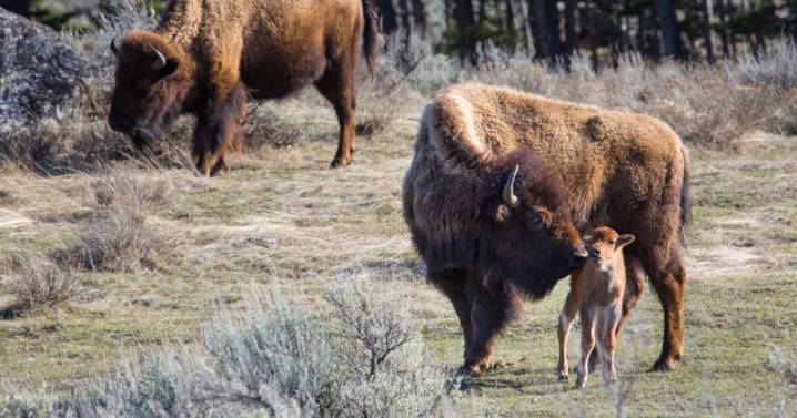 Yellowstone's praries see the reawakening of bison herds